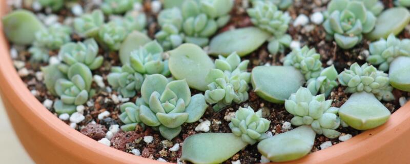 多肉侧枝怎么处理（多肉侧枝要不要剪掉）