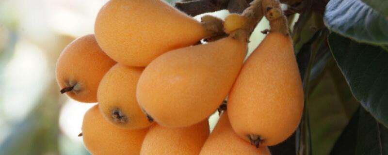 枇杷是几月份的水果（枇杷果是什么季节）