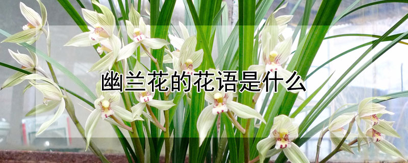 幽兰花的花语是什么（幽兰花的含义是什么）