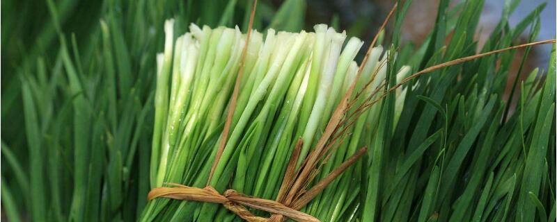 韭菜移栽时间和方法（韭菜移栽时间方法和注意事项）