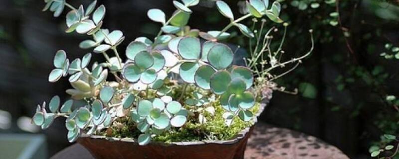 尤加利放卧室注意事项 尤加利树可以放卧室吗