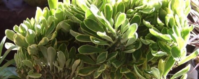 玉麒麟怎么养才能旺盛 玉麒麟好养吗?