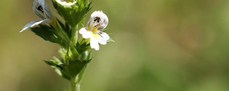 小米草长什么样 小米草是什么样的