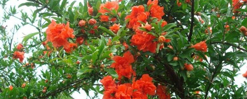石榴树怎么管理 石榴树怎样管理才能多结果