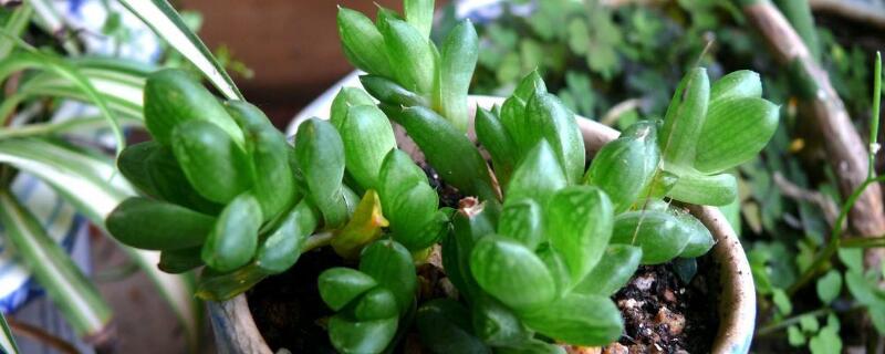 多肉植物种植（多肉植物种植时间）