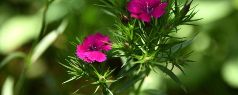 石竹播种时间 石竹什么时候播种什么时候开花