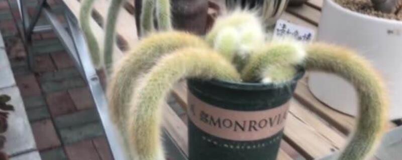 多肉植物九尾狐怎么养（九尾狐多肉怎样栽培）