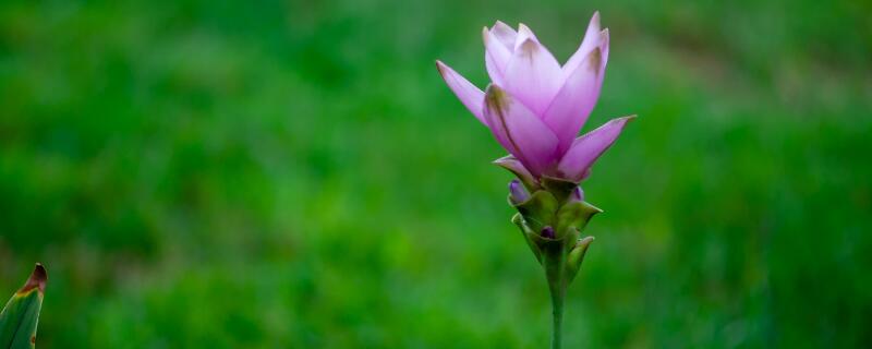 姜荷花花谢了怎么处理（姜荷花开完花以后怎么办?）
