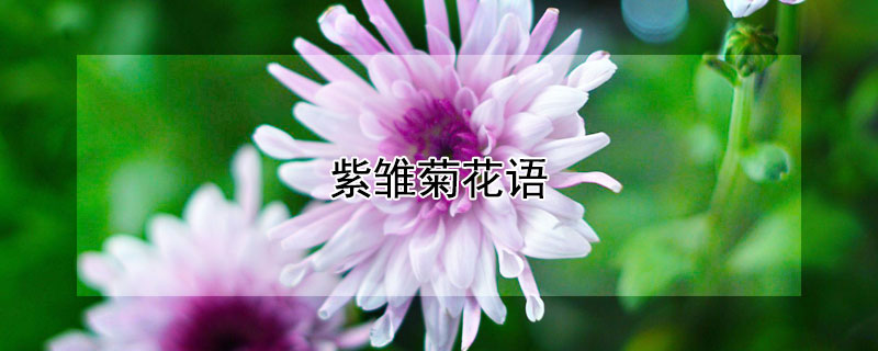 紫雏菊花语 紫雏菊花语是什么意思