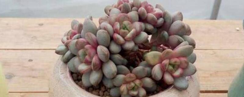 多肉葡萄怎么养殖 多肉葡萄怎么做?