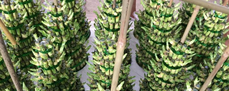 塔竹怎么养（小塔竹怎么养）