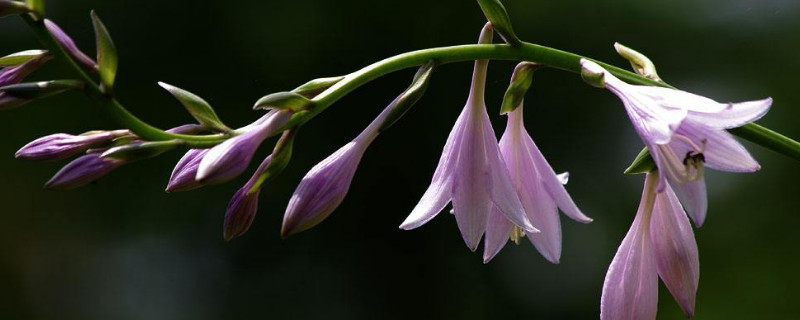 玉簪花怎么浇水（玉簪花如何浇水）