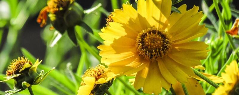 金钱菊种植方法 金钱菊养殖方法