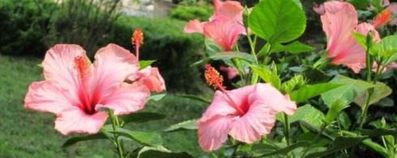 盆栽扶桑花用什么土 扶桑花用什么土栽培最好