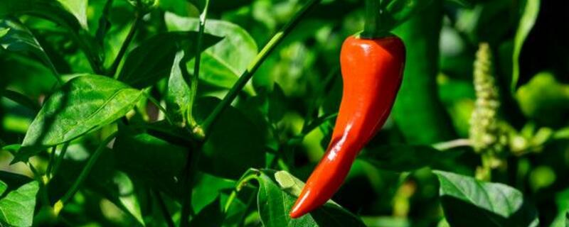辣椒籽怎么发芽 辣椒籽怎样发芽