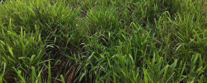 种草籽应该注意什么 什么时候种草籽合适