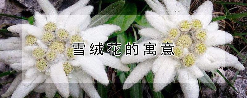 雪绒花的寓意(雪绒花的寓意是什么)