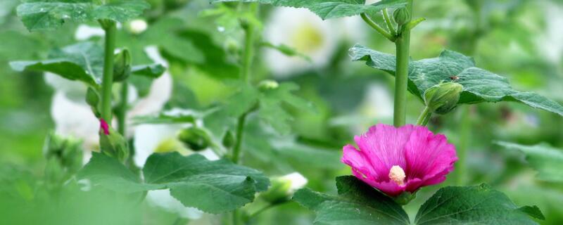 蜀葵要打顶吗 芙蓉葵需要打顶吗