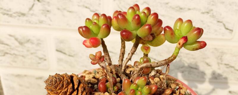 多肉植物怎么养护 2厘米大小的多肉植物怎么养护