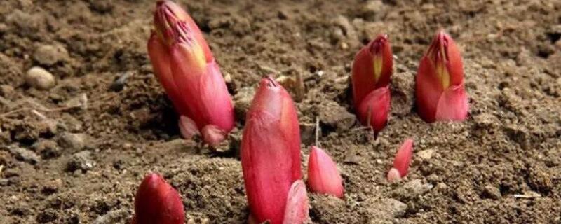 芍药根块带芽种植方法（芍药根块带芽种植方法盆栽）