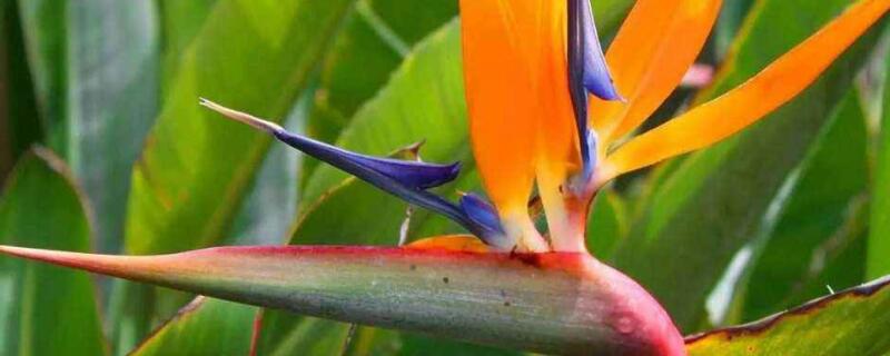 鹤望兰叶子如何修剪（望鹤兰修剪叶子的要点）