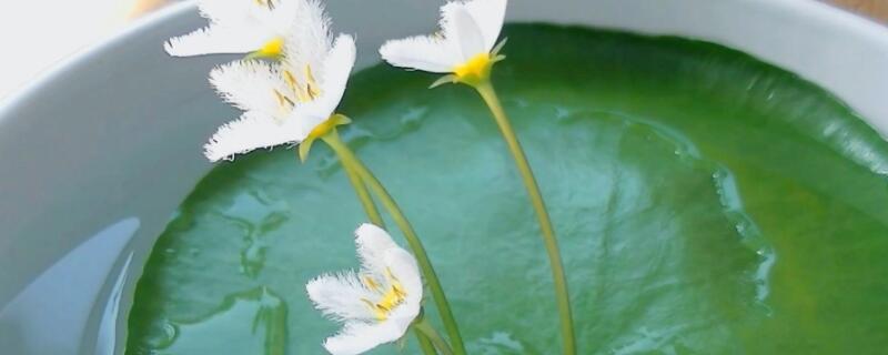 一叶莲出现黑斑（一叶莲出现黑斑还能活吗）