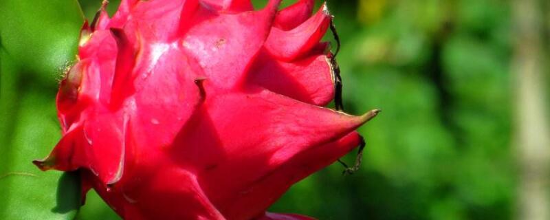 什么果树适合阳台盆栽 什么果树适合阳台种植