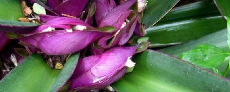 紫背万年青水培怎样养（紫背万年青怎么浇水怎么养护）