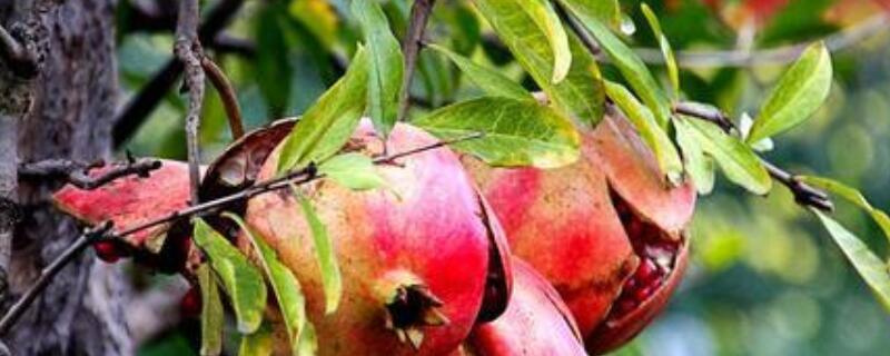 盆栽石榴树怎么催芽 石榴树怎么发芽