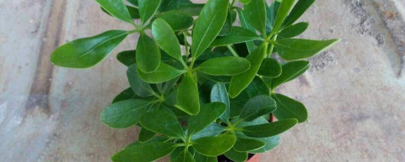 鹅掌柴怎么修剪 鹅掌柴怎么修剪视频