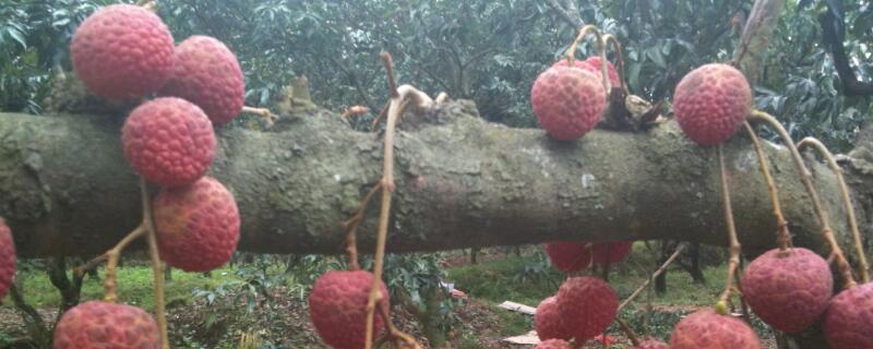 荔枝嫁接的最佳时间 番荔枝什么时候嫁接最好