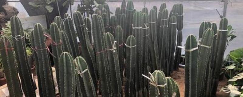 天轮柱顶部腐烂怎么办 仙人柱顶部腐烂怎么办