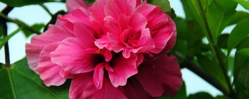 扶桑花移栽后的养护（扶桑花怎么移栽）