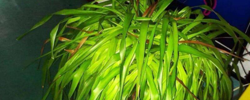 龙须兰怎么养才长得好 龙须兰怎么养移栽