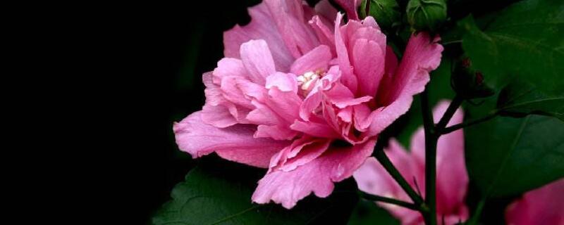 木槿花枯萎了怎么办（木槿花突然枯萎了怎么办）