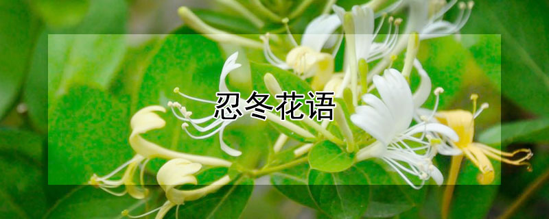 忍冬花语(金红久忍冬花语)