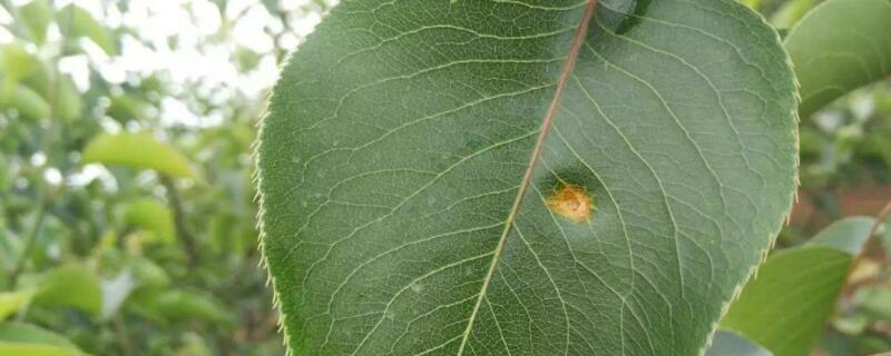 梨树叶发黑是什么原因 梨树叶子变黑