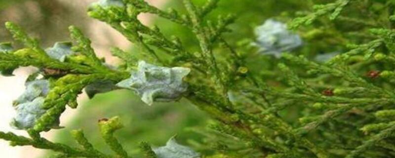 侧柏树果子的功效 柏树果实功效