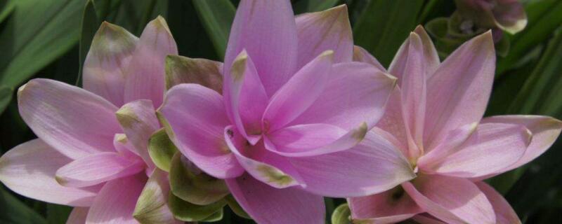 姜荷花种球怎么发芽 姜荷花的种球怎样才能发芽