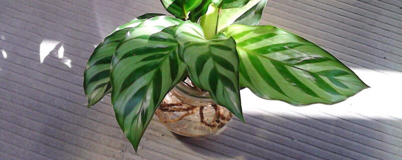 竹芋黄叶是怎么回事 竹芋叶子边缘发黄是怎么回事