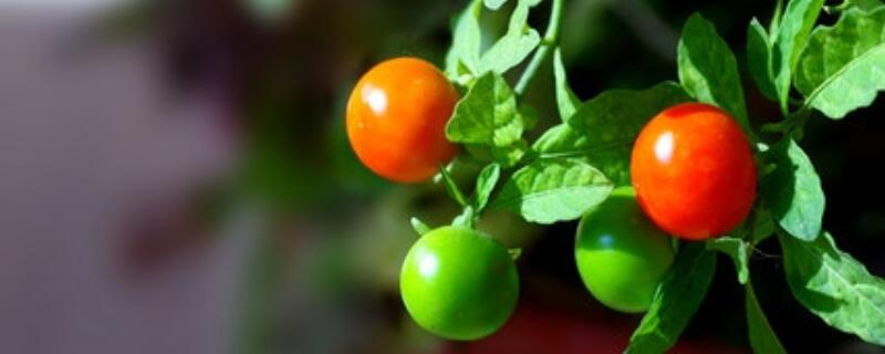 金枣树能在室内养殖吗 金枣树可以放室内吗