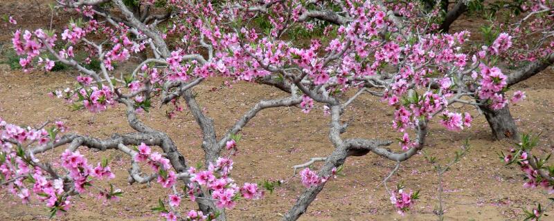 桃树打什么药 桃树打什么药水