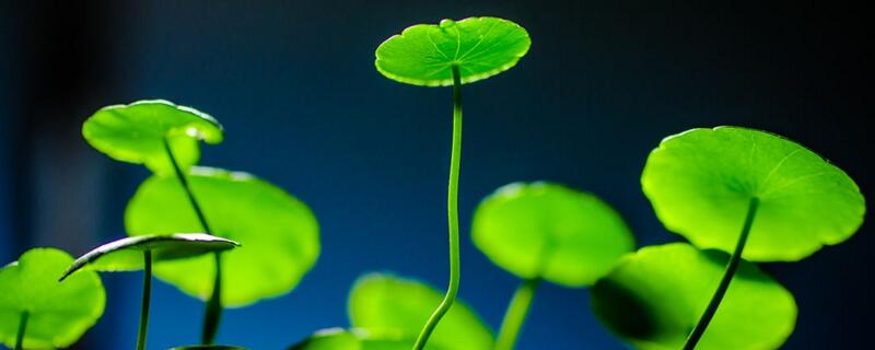 情人泪怎么养（吊兰情人泪怎么养）