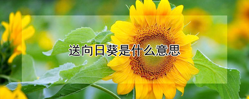 送向日葵是什么意思（送花送向日葵是什么意思）