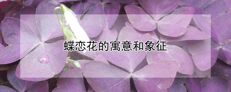 蝶恋花的寓意和象征 蝶恋花的寓意和象征风水