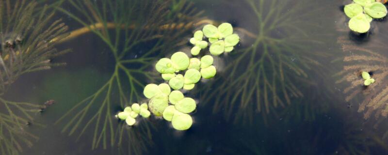 浮萍怎么养 水上烟花浮萍怎么养