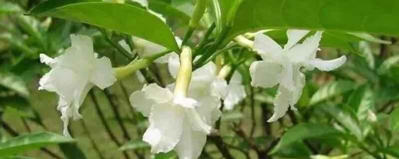 狗牙花修剪方法及时间 盆栽狗牙花怎样修剪