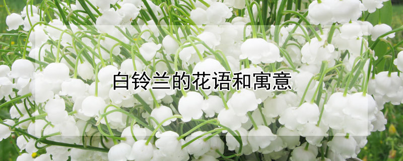 白铃兰的花语和寓意 白色兰铃花语