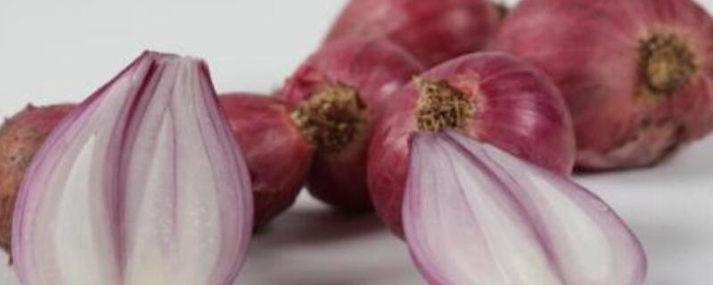 红葱头家庭种植方法（红葱头怎么栽）
