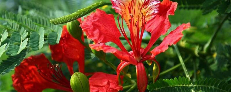 凤凰花怎么种植（凤凰花的养殖方法）
